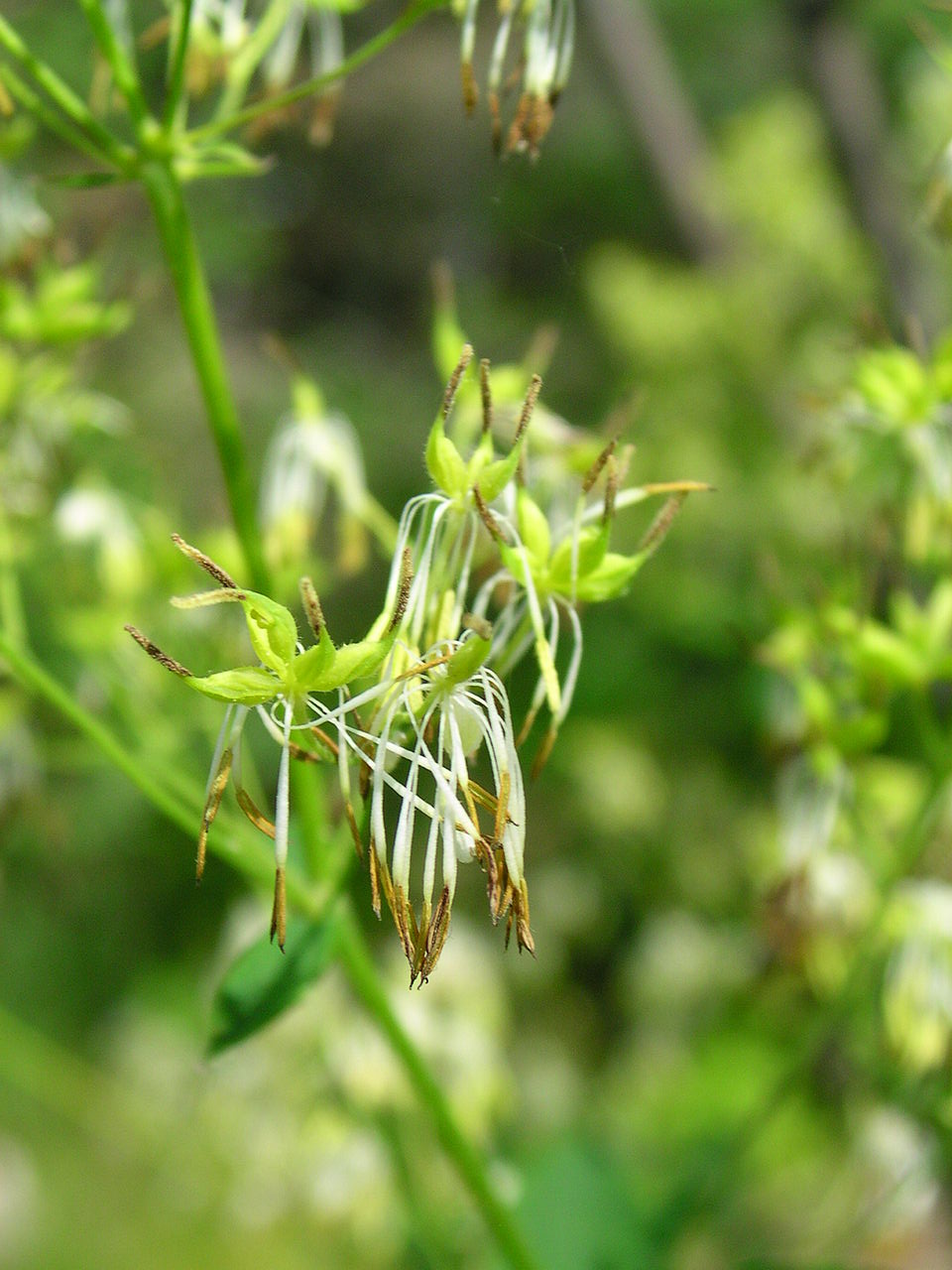 Thalictrum dasycarpum (purple meadow-rue) (alternate view 7)