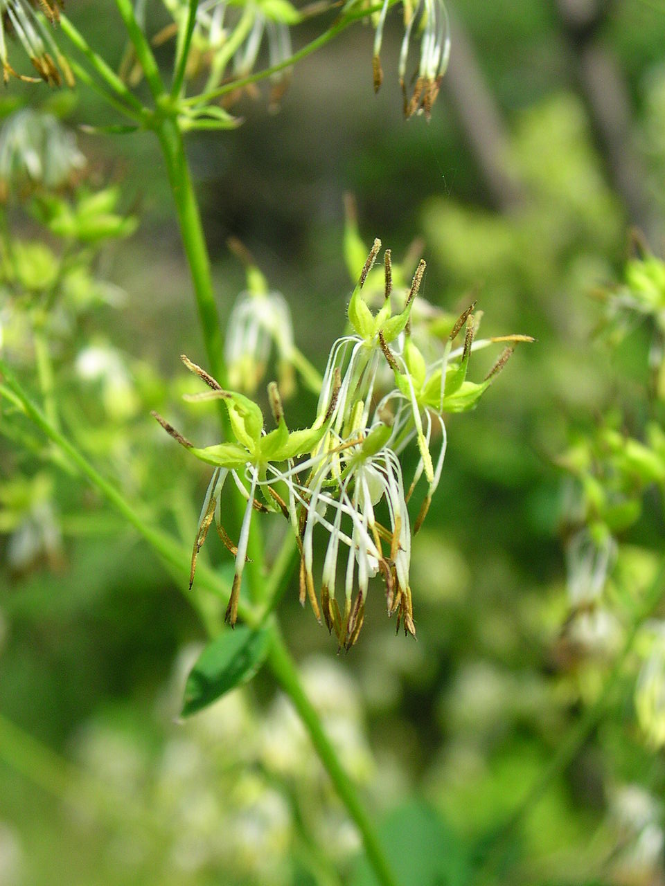 Thalictrum dasycarpum (purple meadow-rue) (alternate view 8)