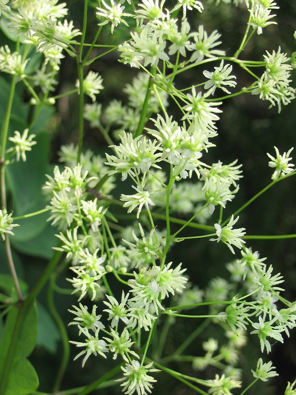 Thalictrum dasycarpum (purple meadow-rue) (alternate view 9)