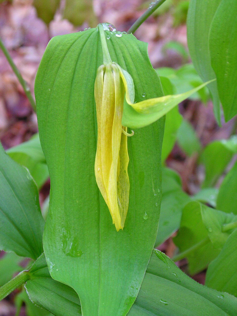 Uvularia perfoliata (Perfoliate Bellwort) (alternate view 8)