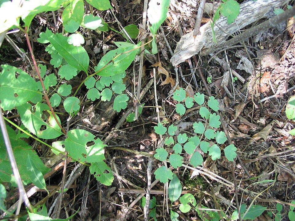 Thalictrum dioicum (early meadow-rue) (alternate view 2)