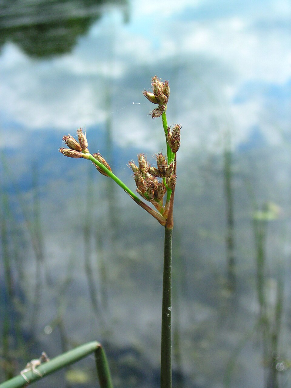 Schoenoplectus acutus (hardstem bulrush) (alternate view 7)