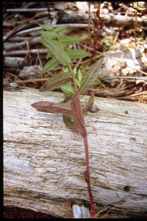 Scutellaria galericulata (Marsh Skullcap)