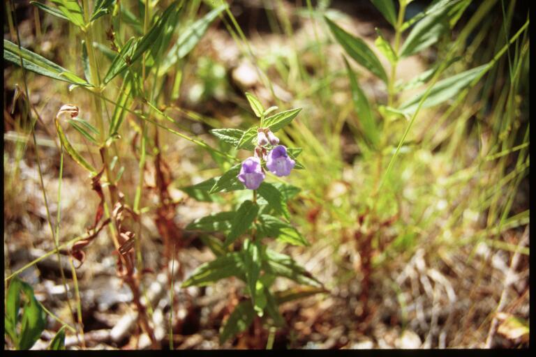 Scutellaria galericulata (Marsh Skullcap)