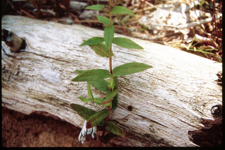 Scutellaria galericulata (Marsh Skullcap)