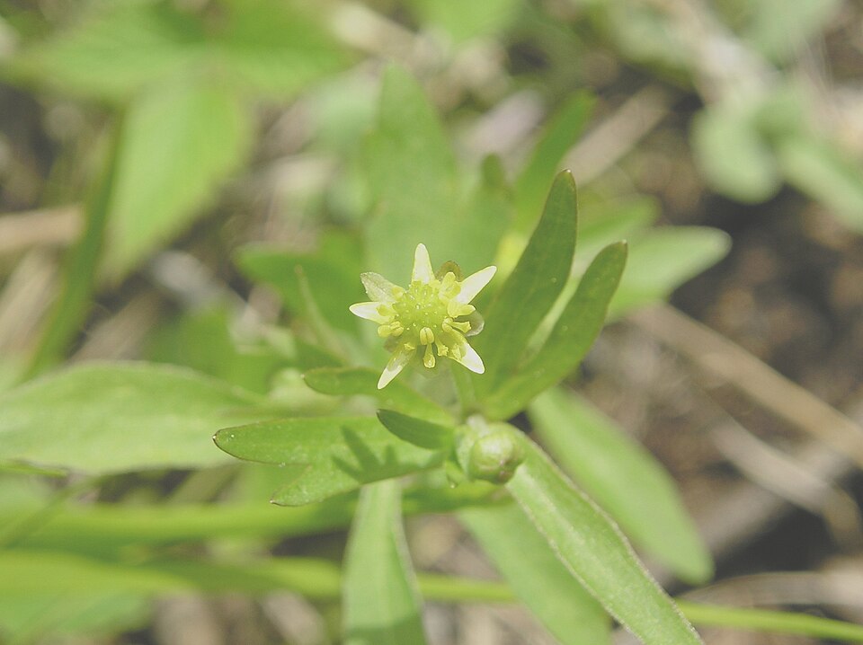 Ranunculus abortivus (small-flowered buttercup)