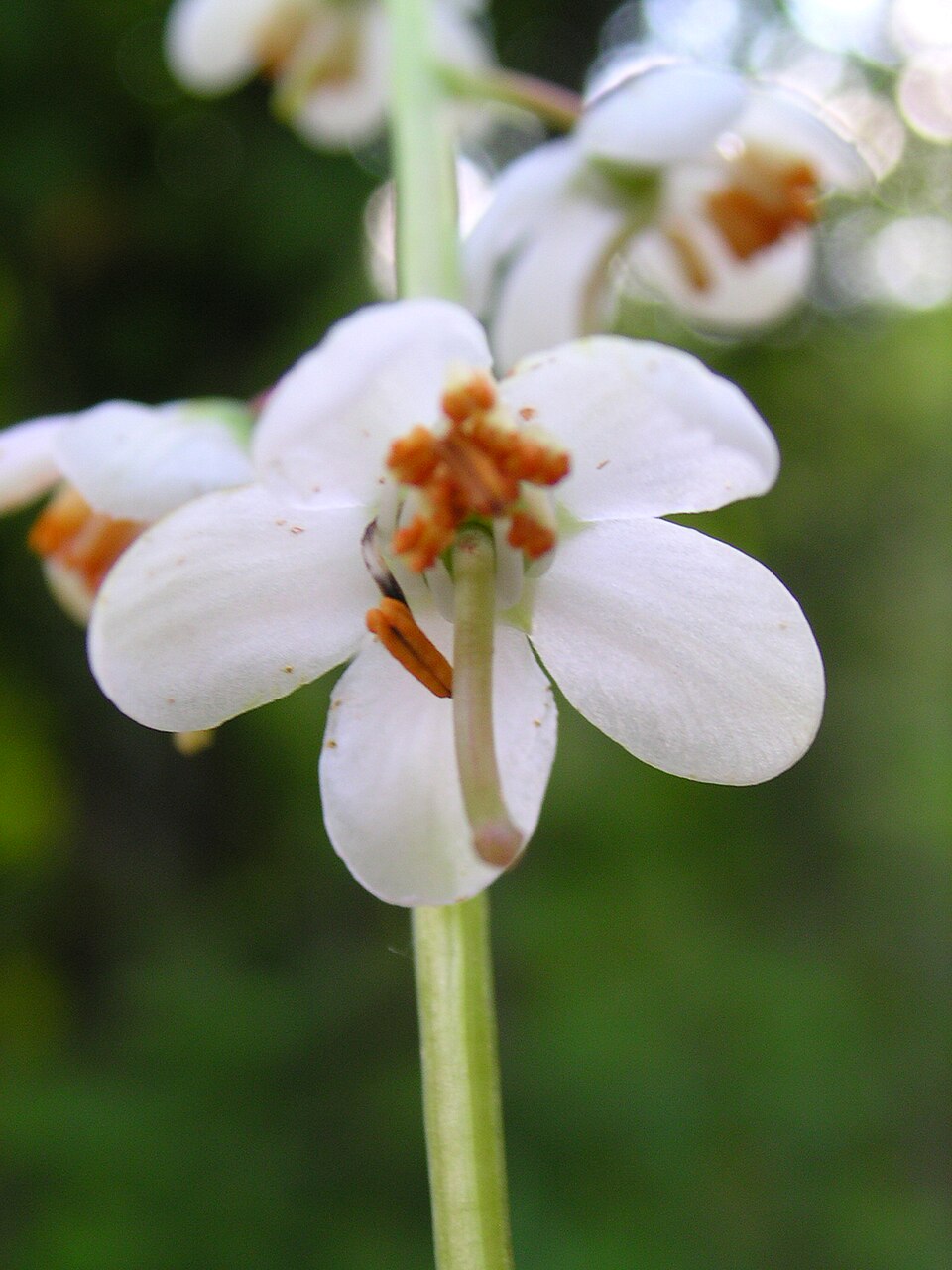 Pyrola elliptica (shinleaf) (alternate view 6)