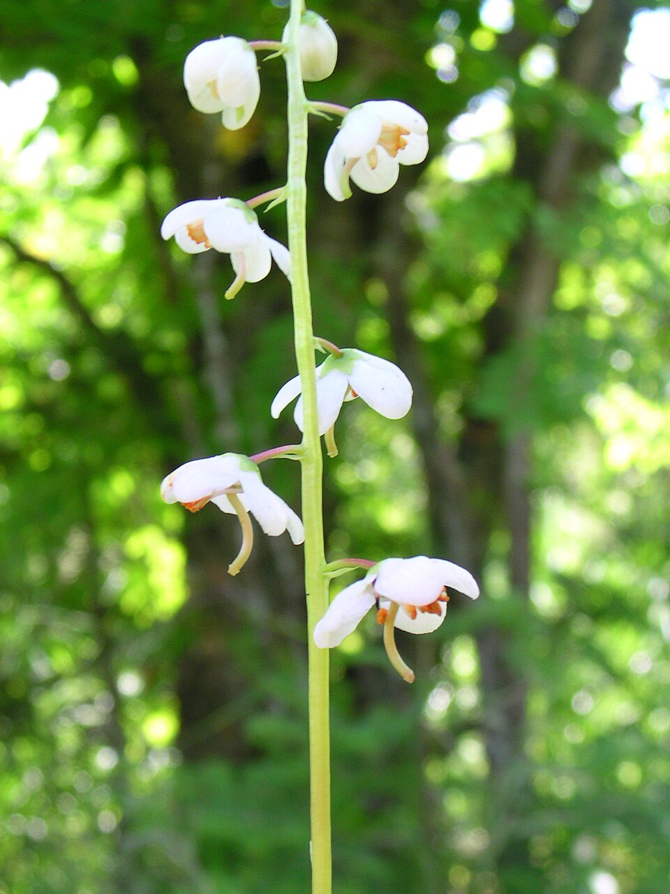 Pyrola elliptica (shinleaf) (alternate view 7)
