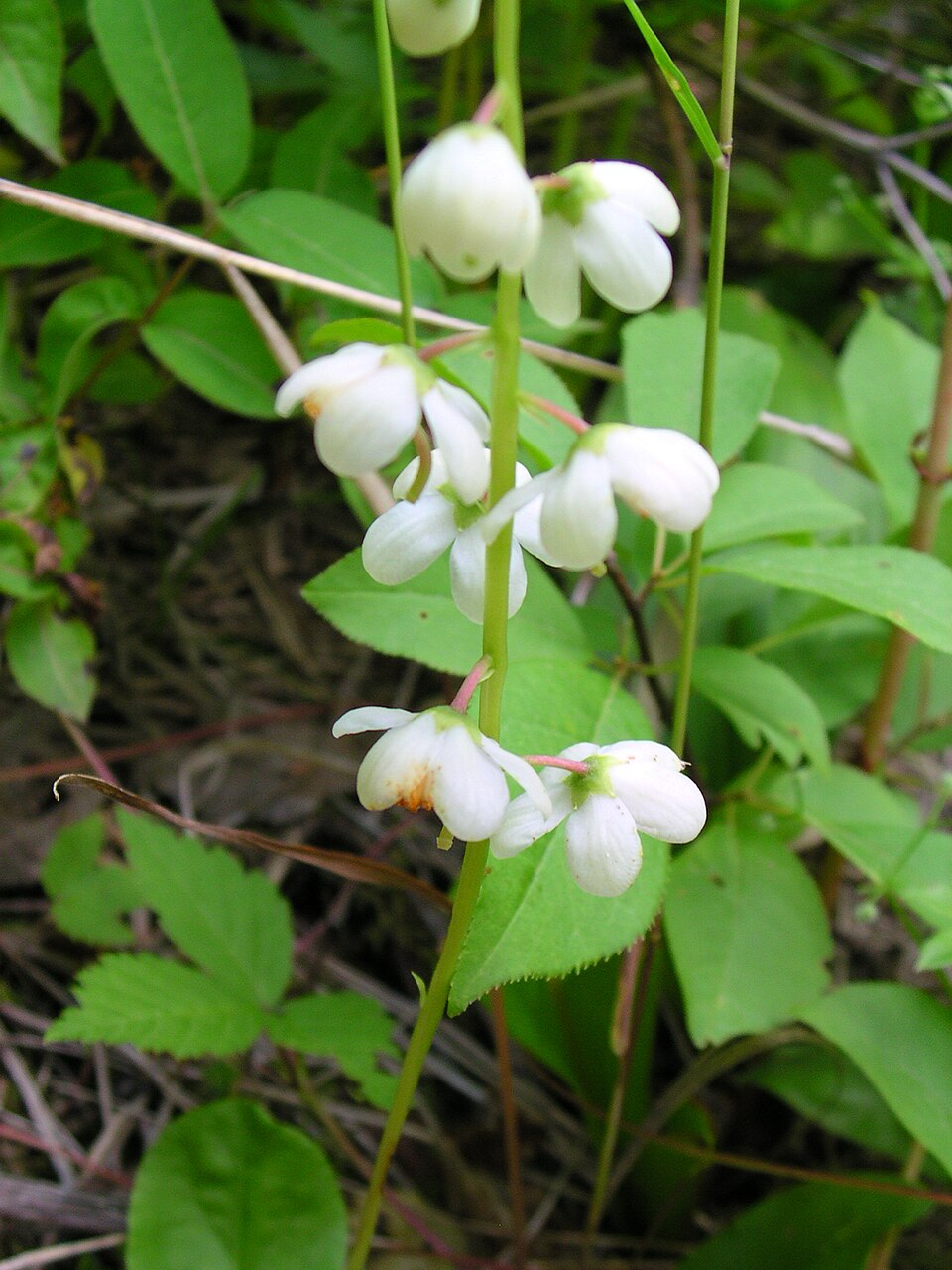 Pyrola elliptica (shinleaf) (alternate view 8)