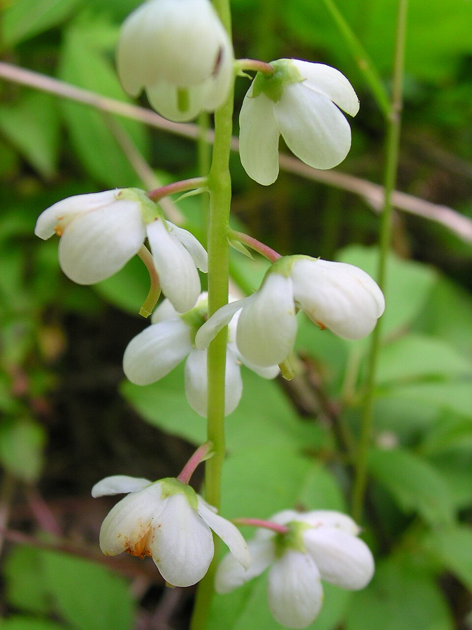 Pyrola elliptica (shinleaf) (alternate view 9)