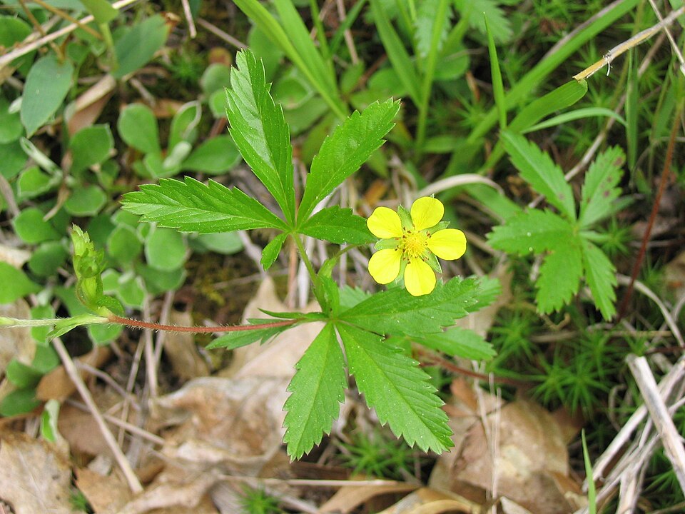 Potentilla simplex (common cinquefoil) (alternate view 4)