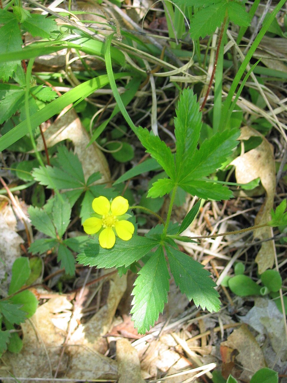 Potentilla simplex (common cinquefoil) (alternate view 5)