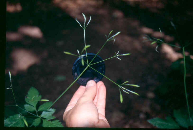 Osmorhiza berteroi (mountain sweet cicely) (alternate view 10)