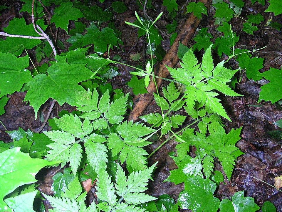 Osmorhiza claytonii (hairy sweet cicely) (alternate view 4)