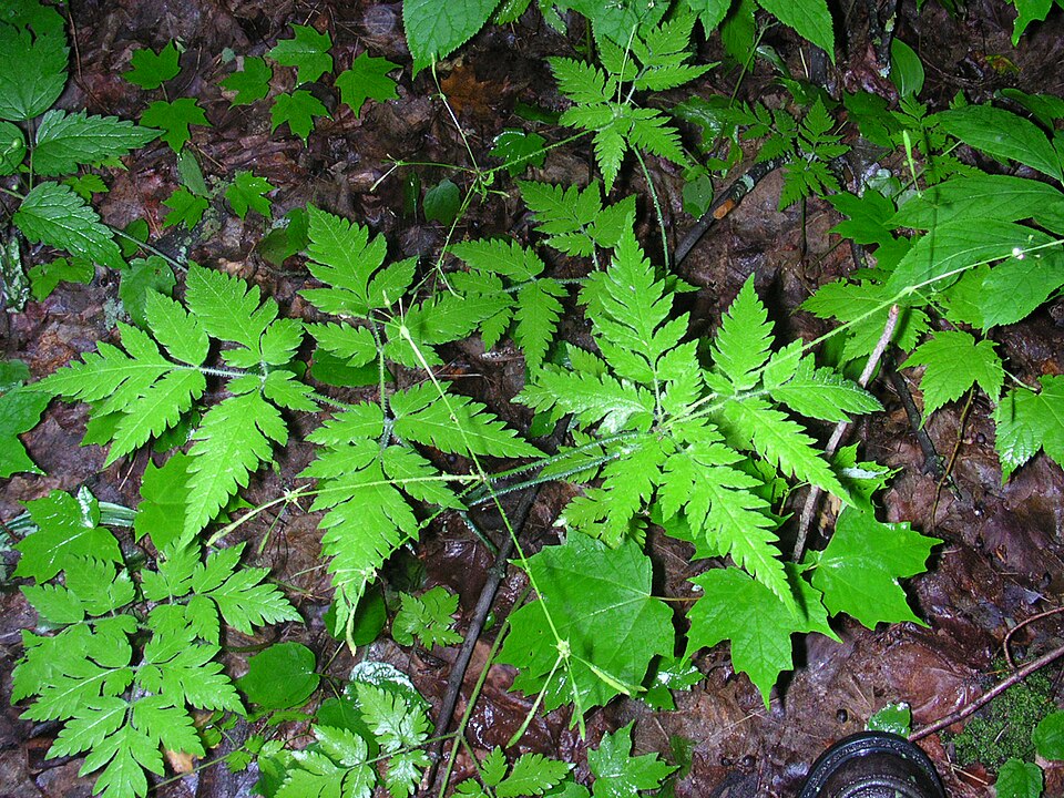 Osmorhiza claytonii (hairy sweet cicely) (alternate view 5)