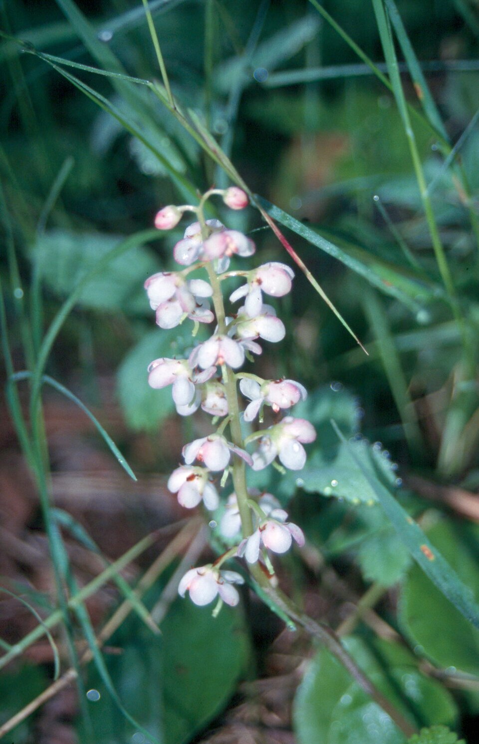 Pyrola elliptica (shinleaf) (alternate view 10)