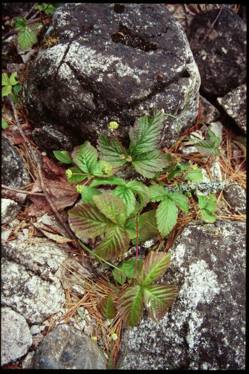Rubus pubescens (dwarf raspberry) (alternate view 7)