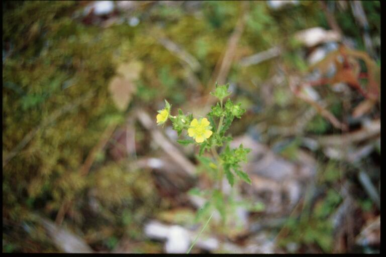 Potentilla norvegica (rough cinquefoil) (alternate view 7)
