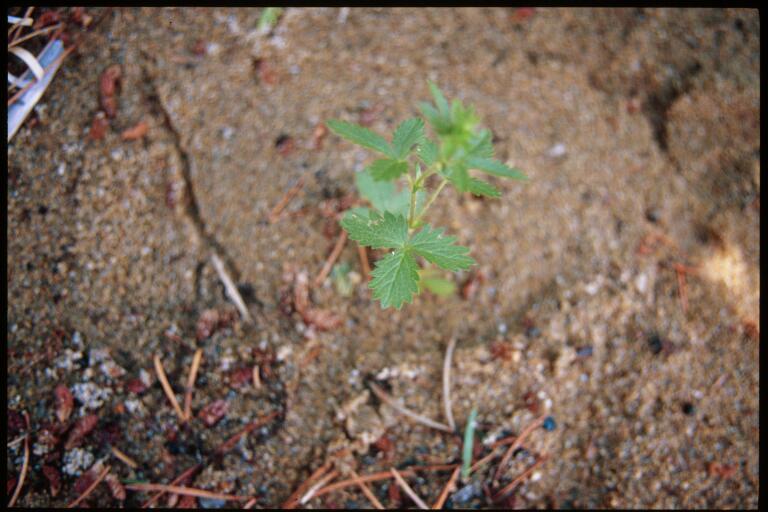 Potentilla norvegica (rough cinquefoil) (alternate view 8)
