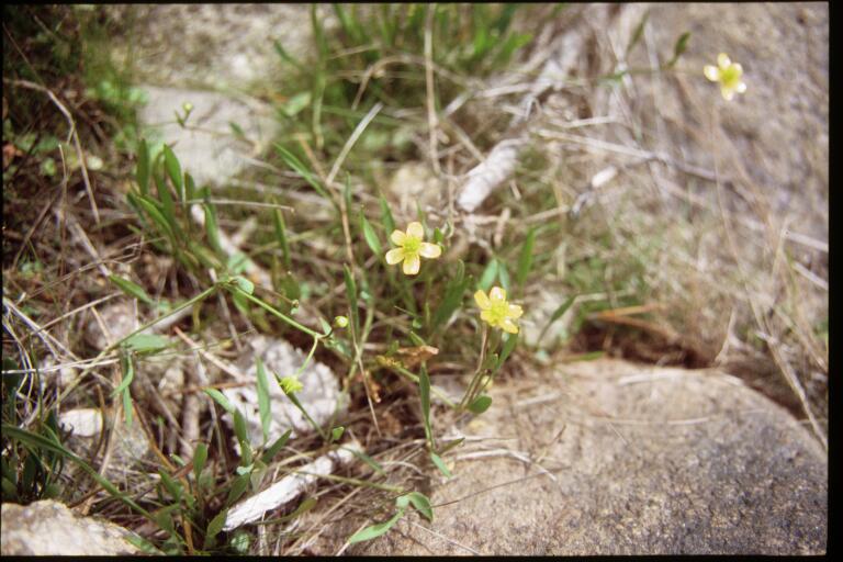 Ranunculus flammula (Lesser Spearwort)