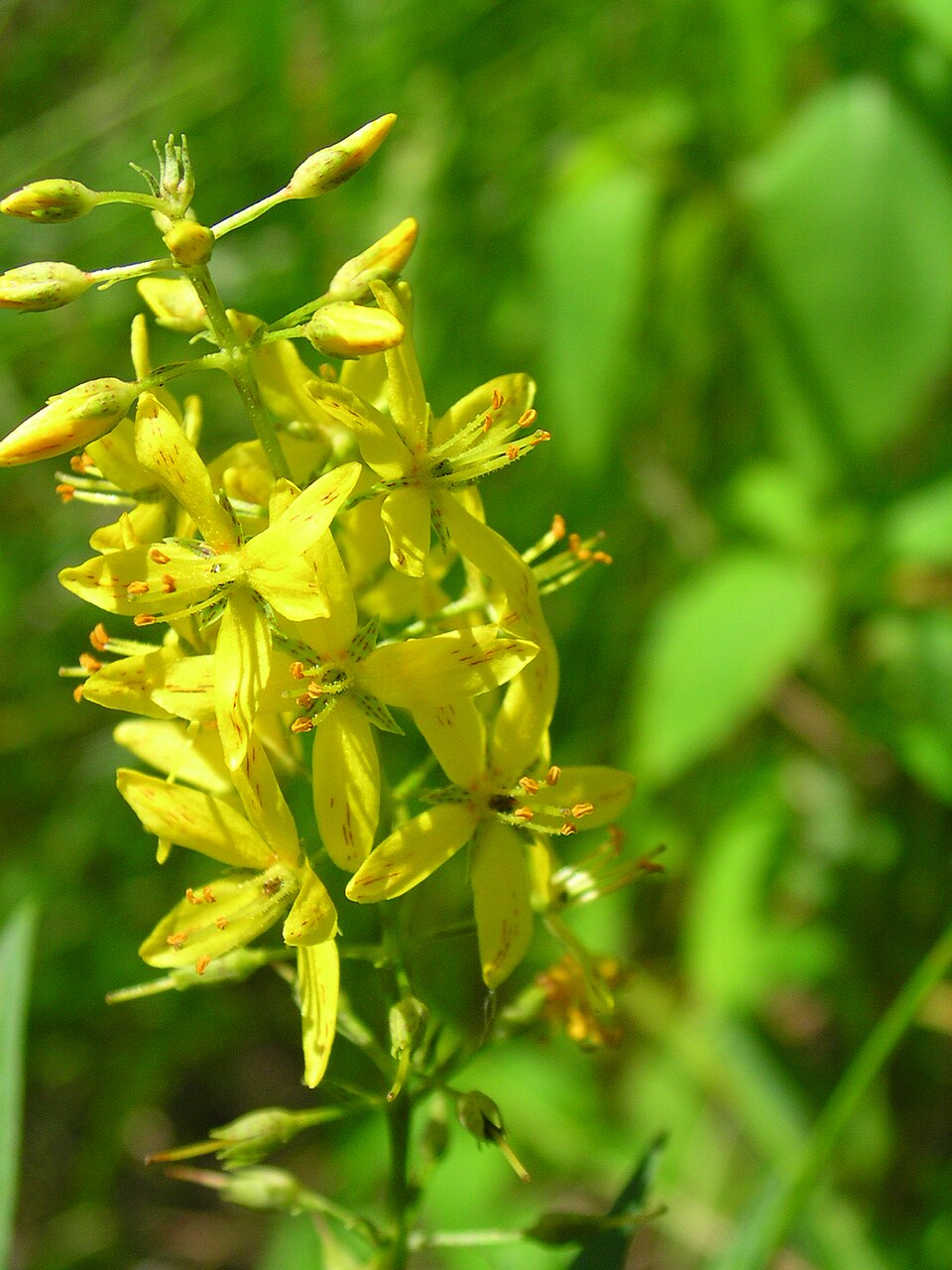 Lysimachia terrestris (swamp candles) (alternate view 9)