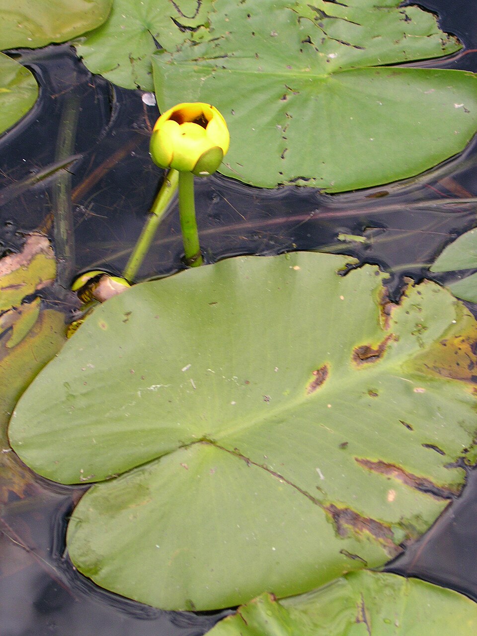 Nuphar variegata (Variegated Yellow Pond-Lily) (alternate view 7)