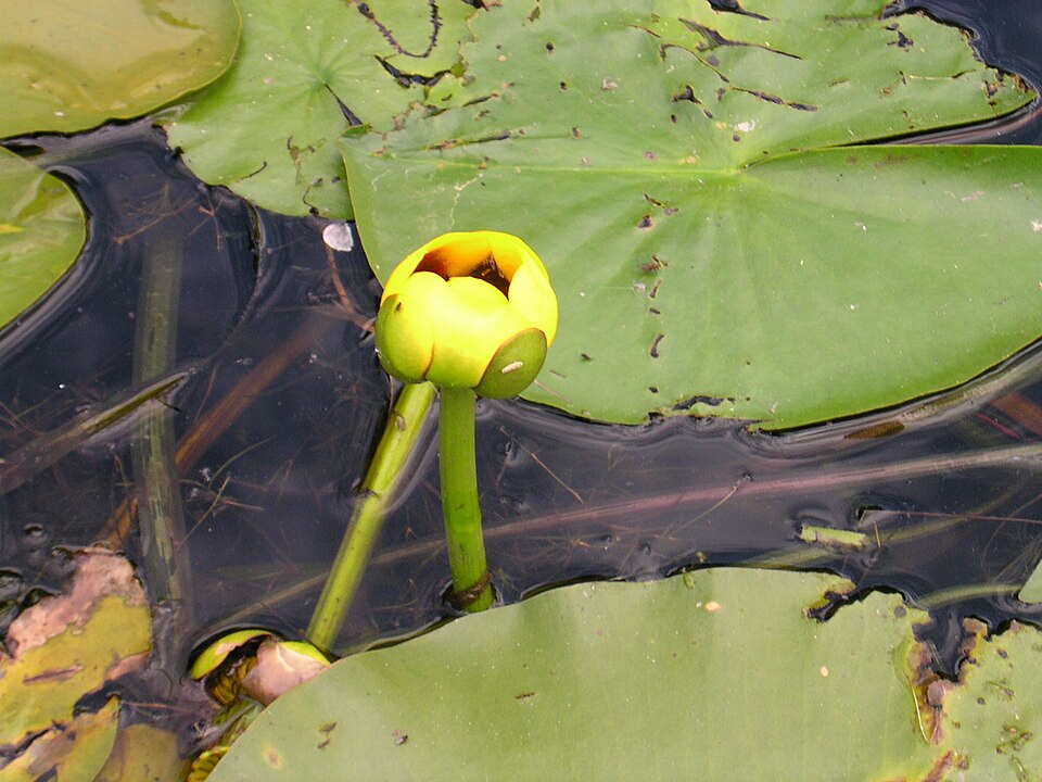 Nuphar variegata (Variegated Yellow Pond-Lily) (alternate view 8)