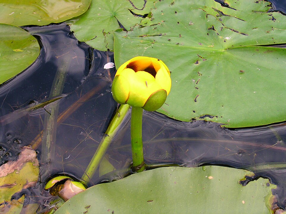 Nuphar variegata (Variegated Yellow Pond-Lily) (alternate view 9)