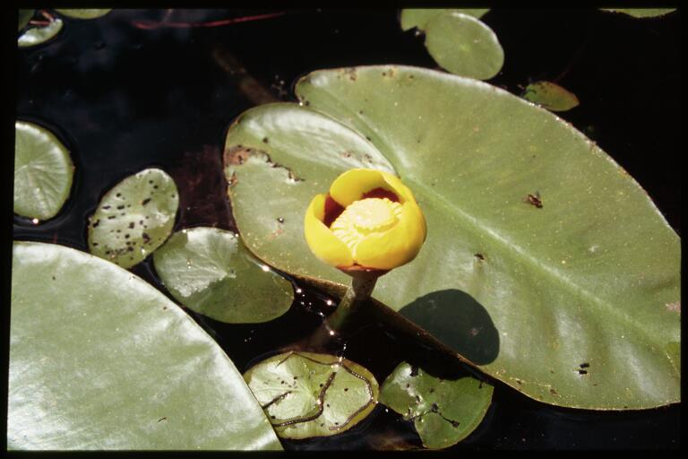 Nuphar variegata (Variegated Yellow Pond-Lily) (alternate view 10)