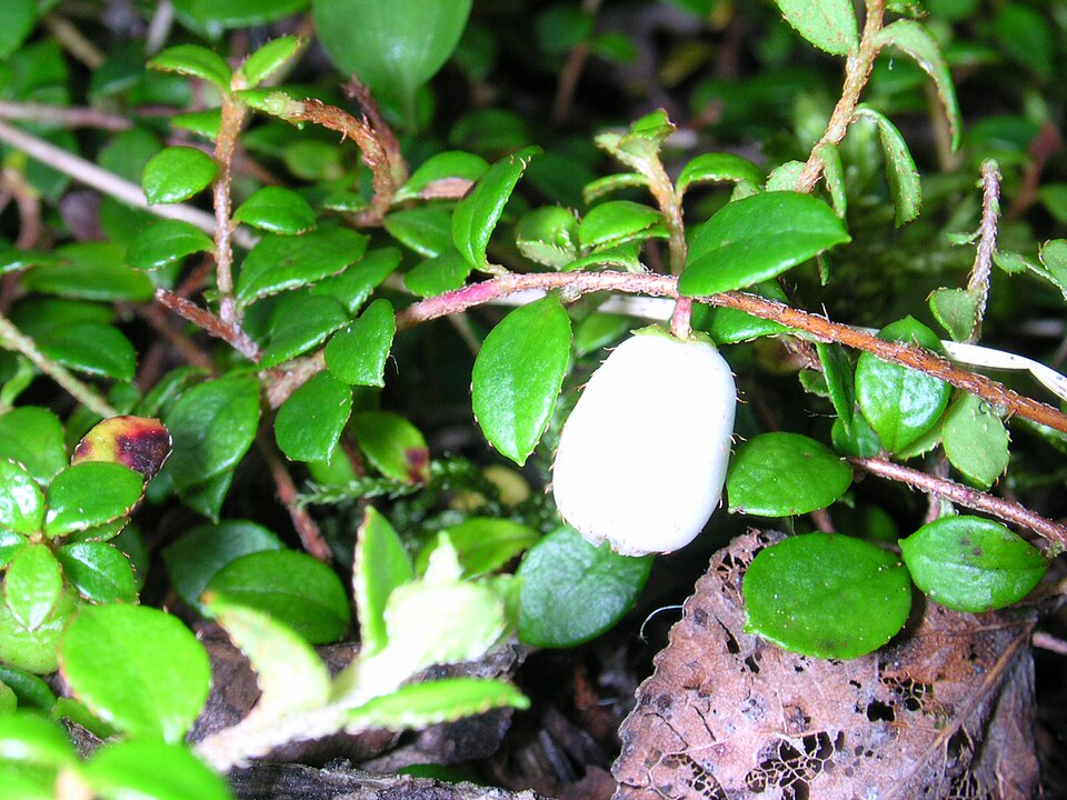 Gaultheria hispidula (creeping snowberry) (alternate view 9)