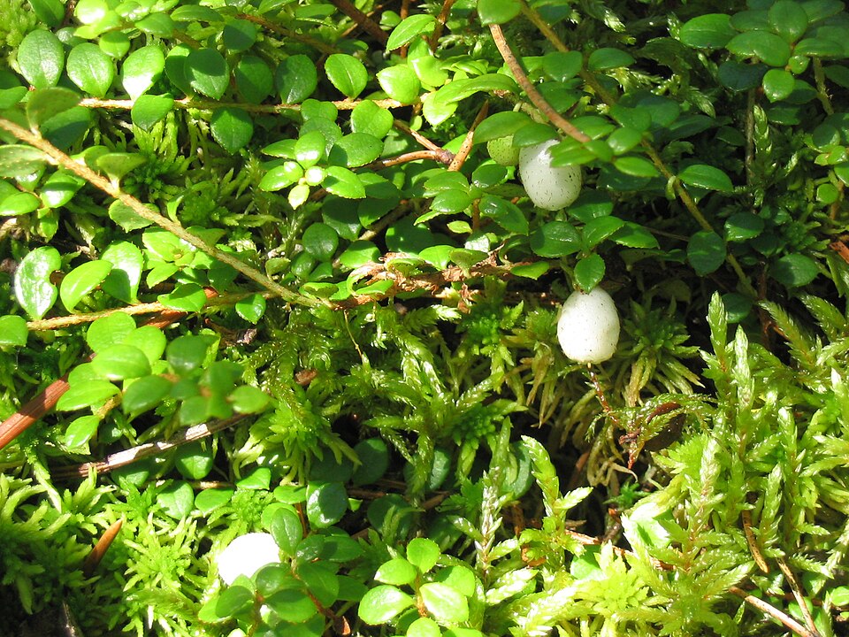 Gaultheria hispidula (creeping snowberry) (alternate view 10)