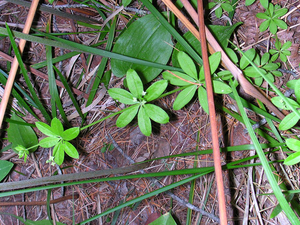 Galium triflorum (fragrant bedstraw)