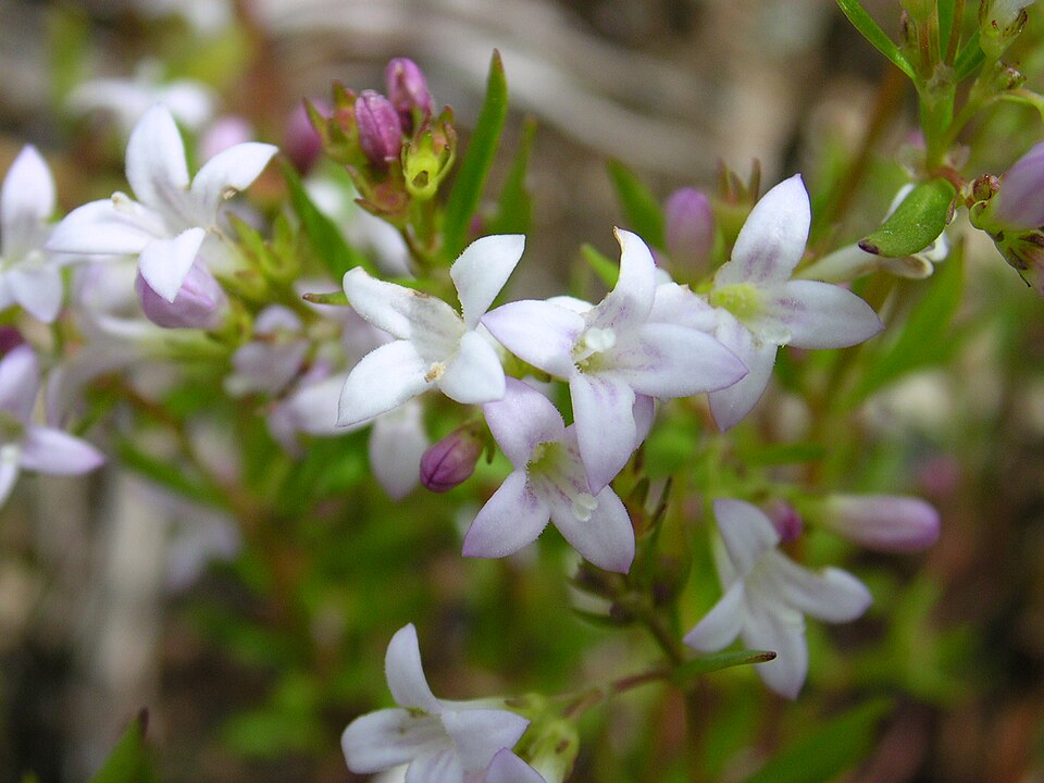 Houstonia longifolia (long-leaved bluets) (alternate view 6)