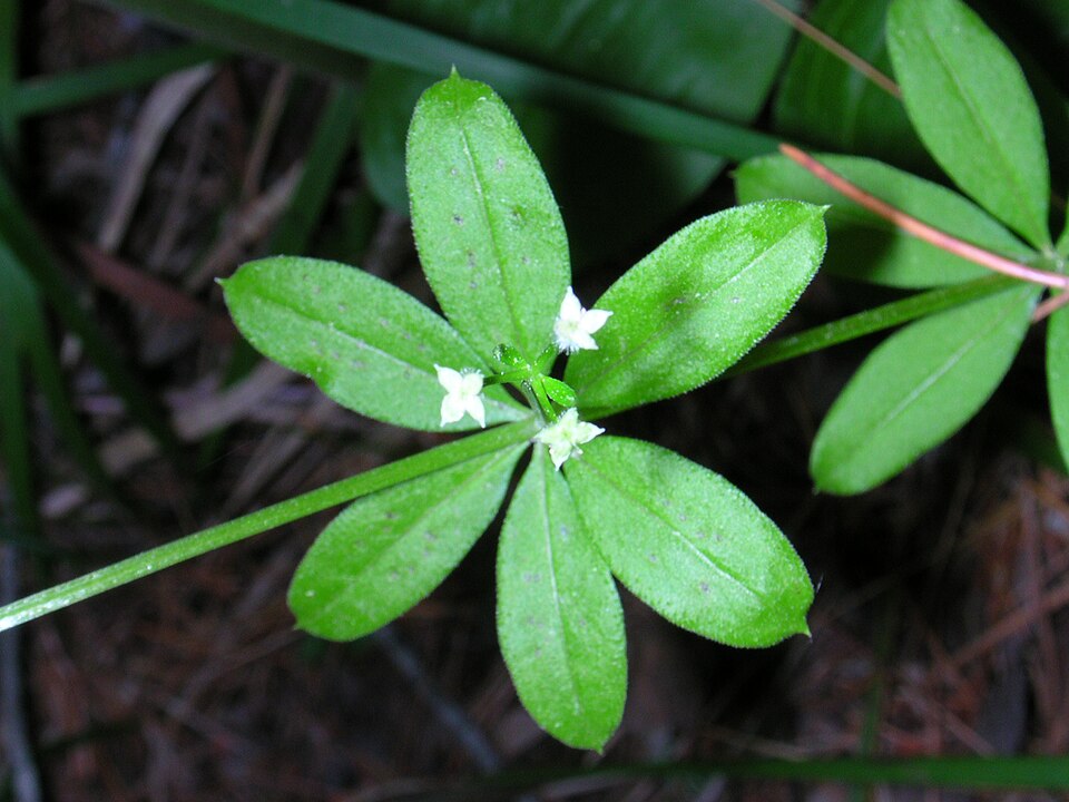 Galium triflorum (fragrant bedstraw)