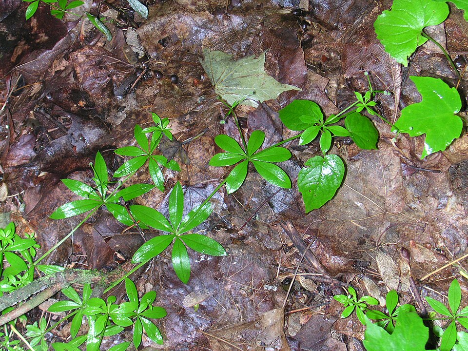 Galium triflorum (fragrant bedstraw)