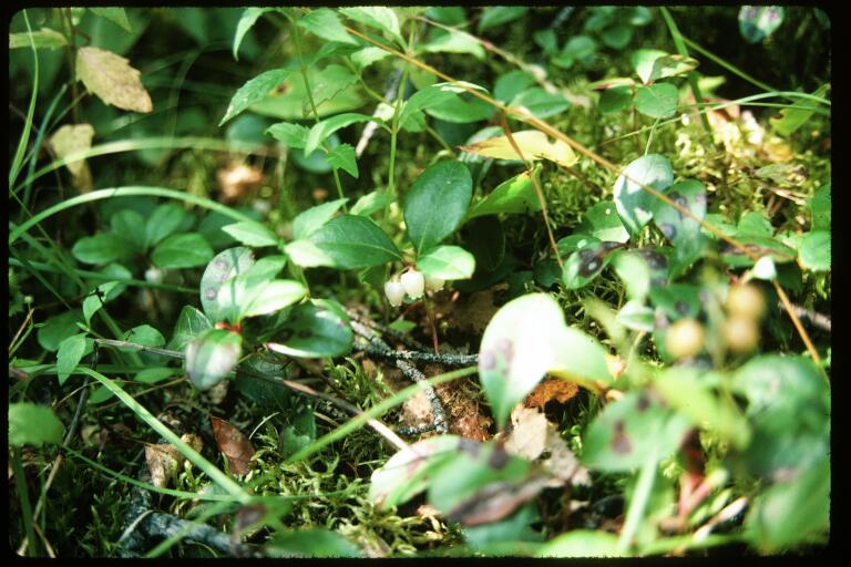 Gaultheria procumbens (wintergreen) (alternate view 6)
