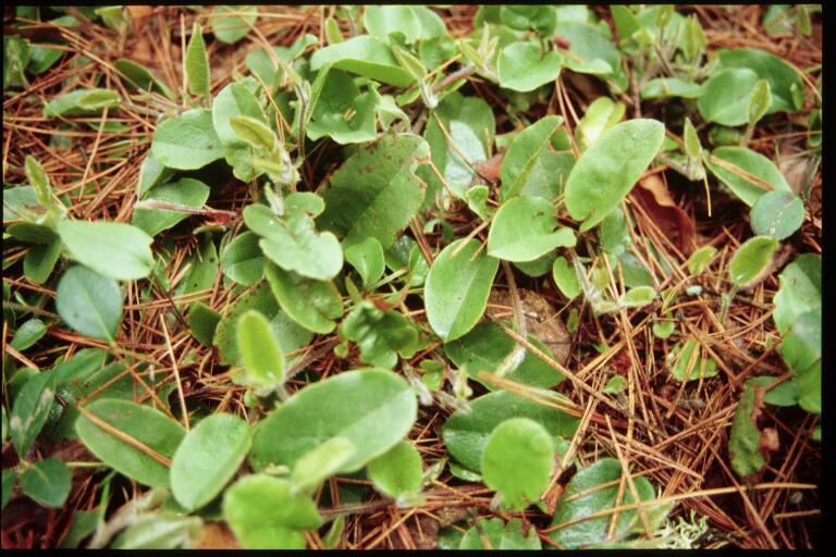 Epigaea repens (trailing arbutus)