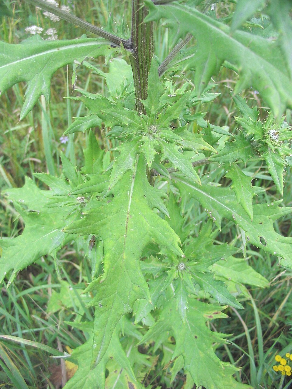 Cirsium altissimum (Tall Thistle) (alternate view 7)