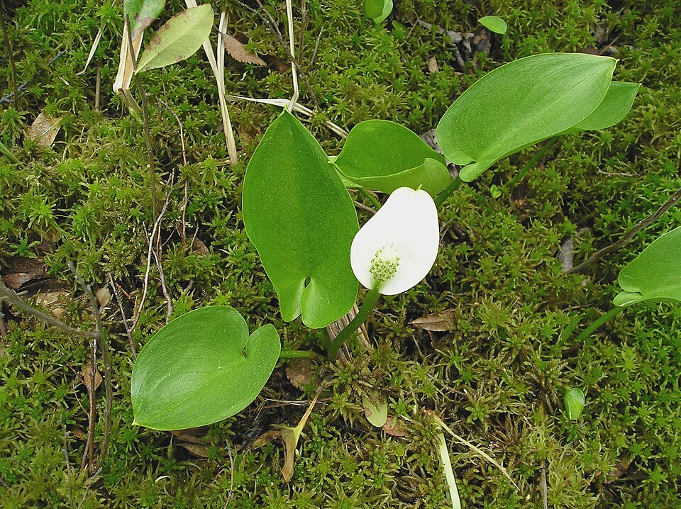Calla palustris (marsh calla) (alternate view 13)