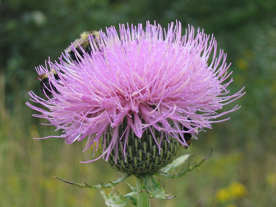Cirsium altissimum (Tall Thistle) (alternate view 8)
