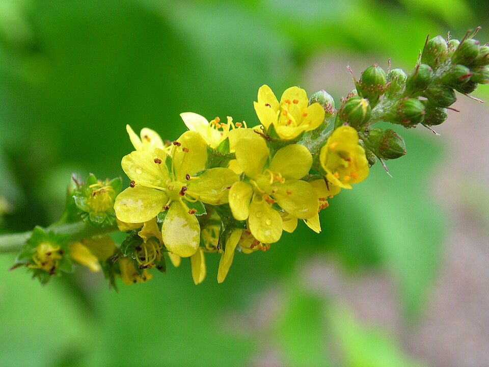 Agrimonia gryposepala (tall hairy agrimony) (alternate view 8)