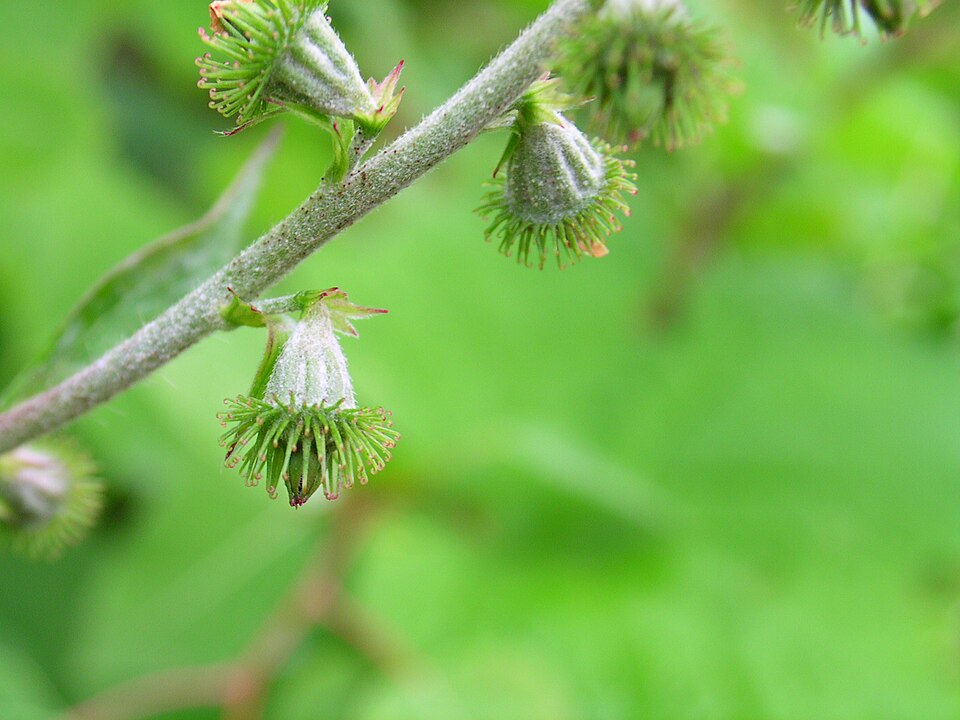 Agrimonia gryposepala (tall hairy agrimony) (alternate view 9)