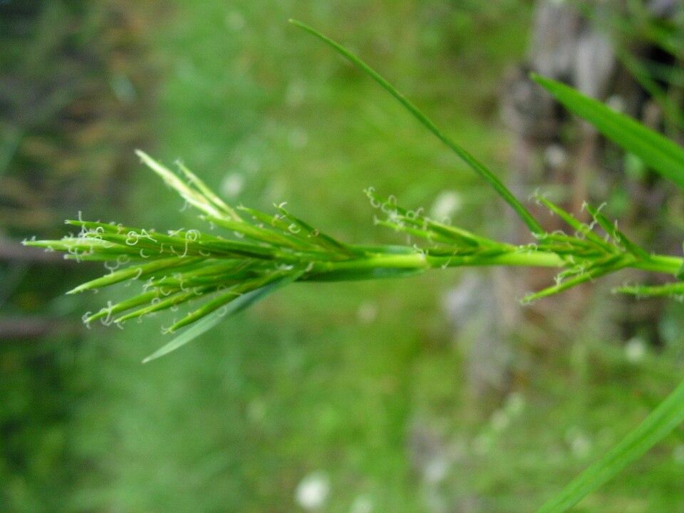 Dulichium arundinaceum (Three-way Sedge)