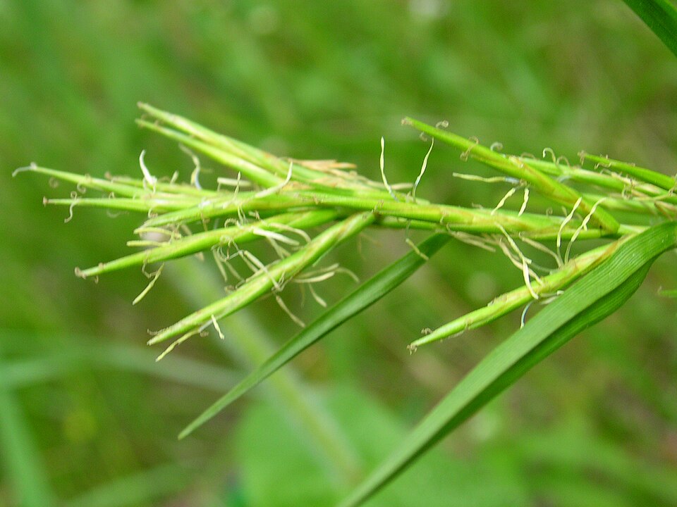Dulichium arundinaceum (Three-way Sedge) (alternate view 2)