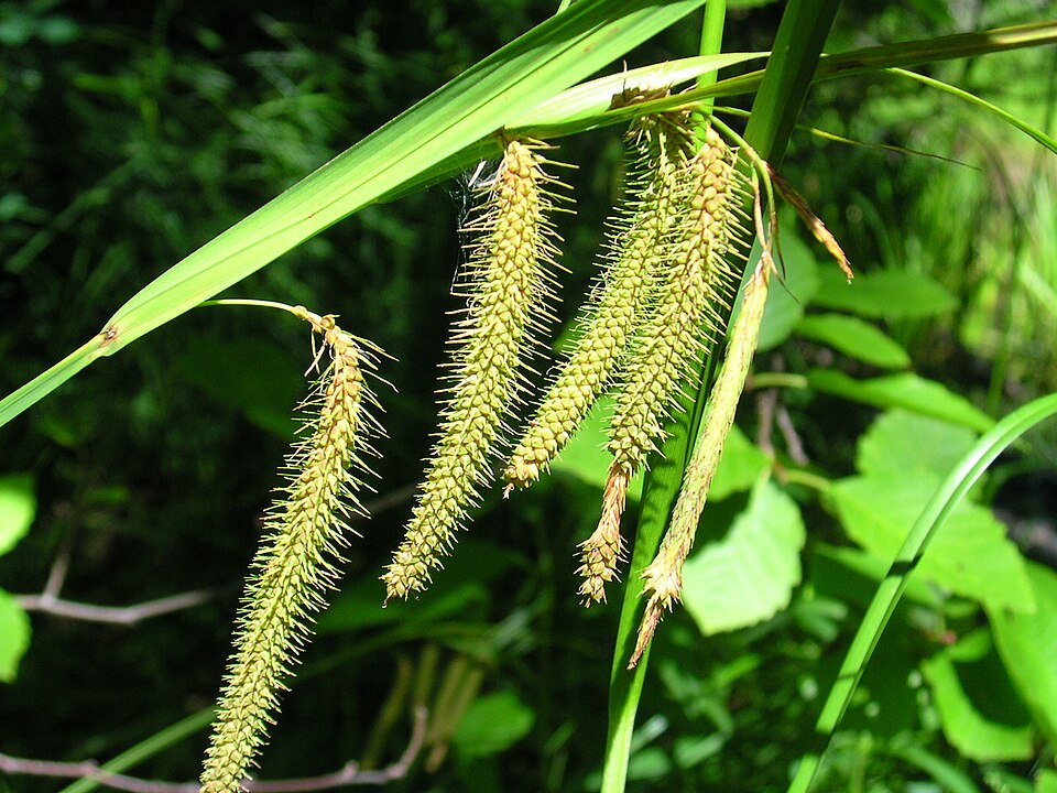 Carex crinita (Fringed Sedge) (alternate view 5)
