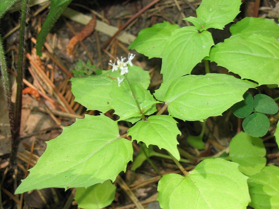 Circaea alpina (Alpine Enchanter's-nightshade) (alternate view 8)