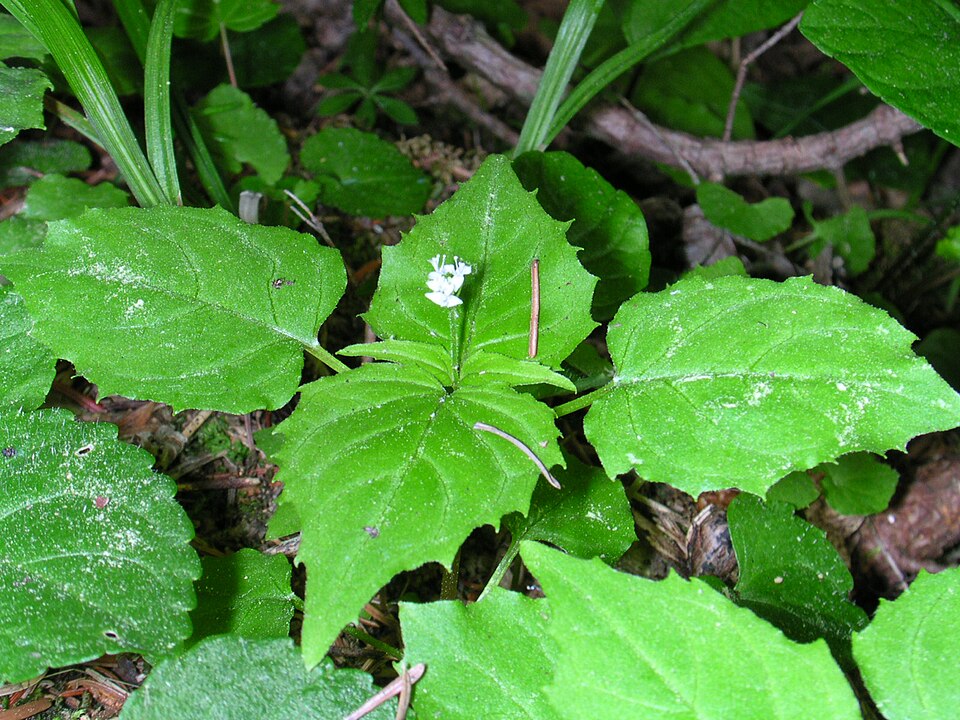 Circaea alpina (Alpine Enchanter's-nightshade) (alternate view 9)