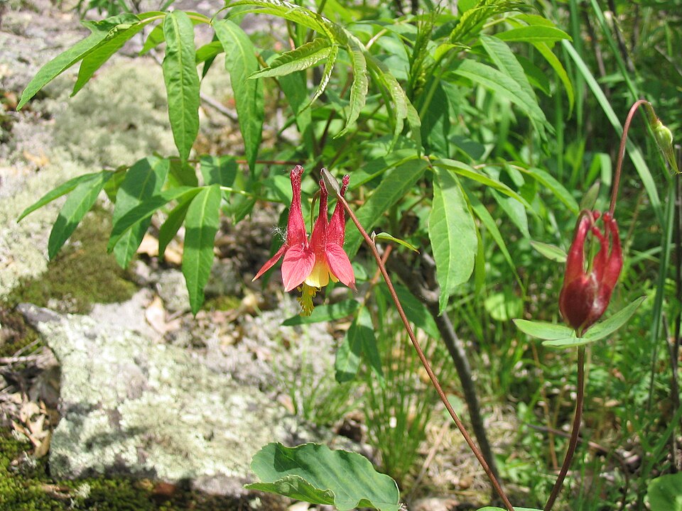 Aquilegia canadensis (Wild Columbine) (alternate view 8)