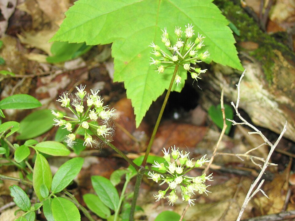 Aralia nudicaulis (wild sarsaparilla)