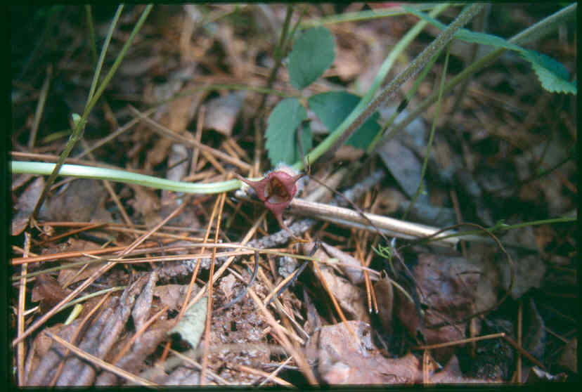 Asarum canadense, Canadian wild ginger — spreading deciduous (Aristolochiaceae) (image 4 of 10)